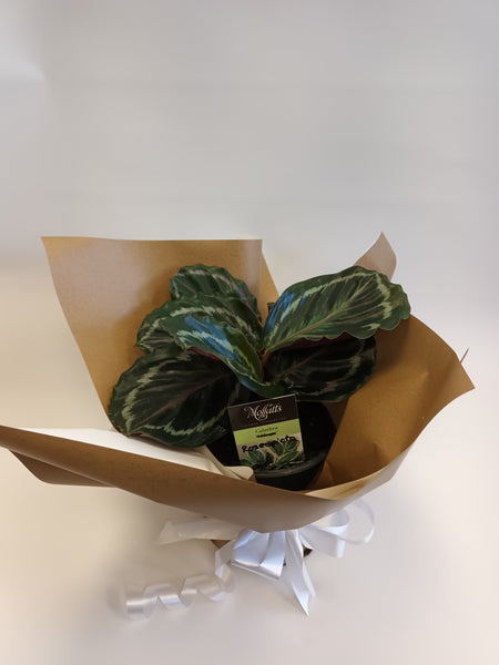 Potted Calathea Roseopicta Northern Lights
