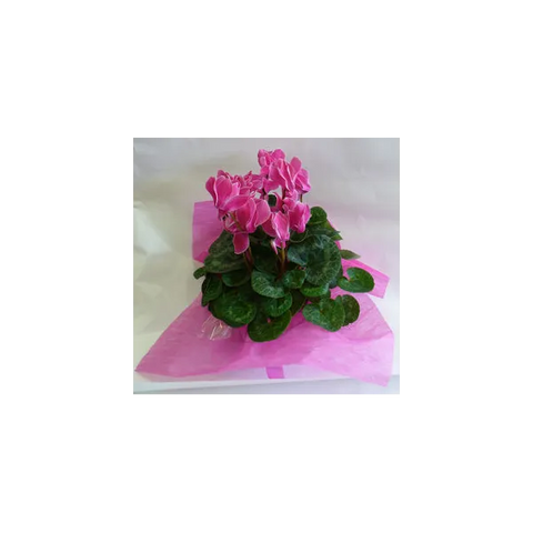 Cyclamen Plant Bunches Bows Florist Shop 9 Albion Place Dunedin 9016 New Zealand