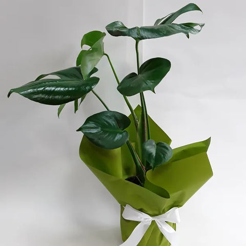 Potted Monstera Bunches & Bows Florist Shop 9 Albion Place Dunedin 9016 New Zealand