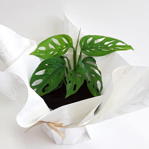 Potted Swiss Cheese Monstera Bunches & Bows Florist Shop 9 Albion Place Dunedin 9016 New Zealand