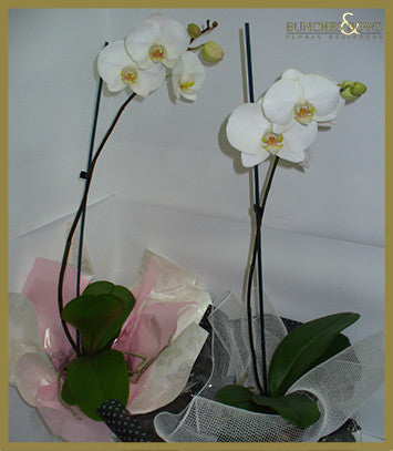 Orchid Plant, Bunches & Bows Florist, Shop 9, Albion Place, Dunedin 9016.jpg